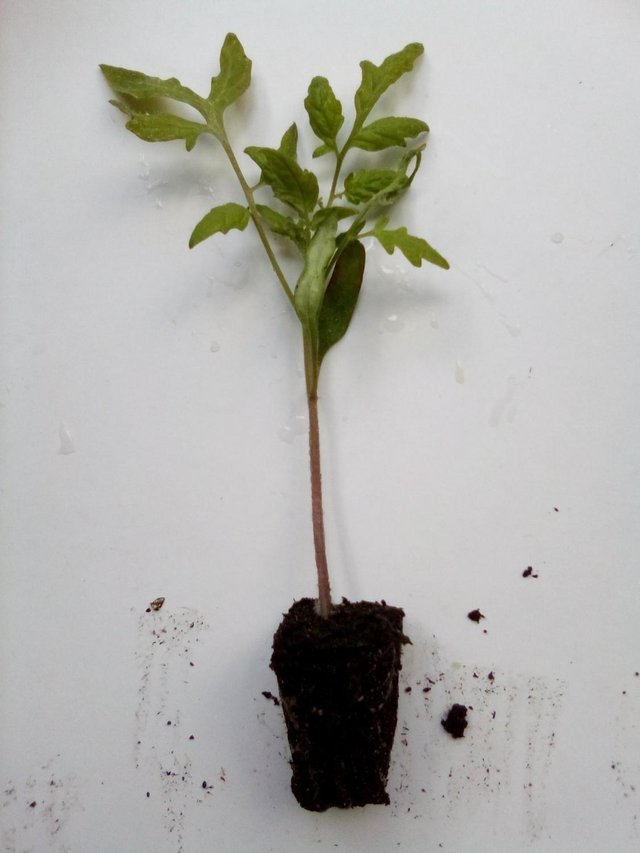 Preview of the first image of Tomato MASKOTKA -TRAILING L/ Plug ( 3 for £2 ).
