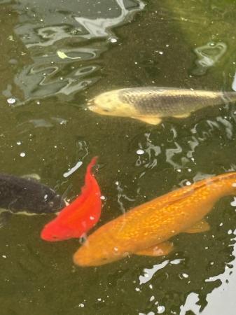 Image 2 of Large pond Goldfish for sale