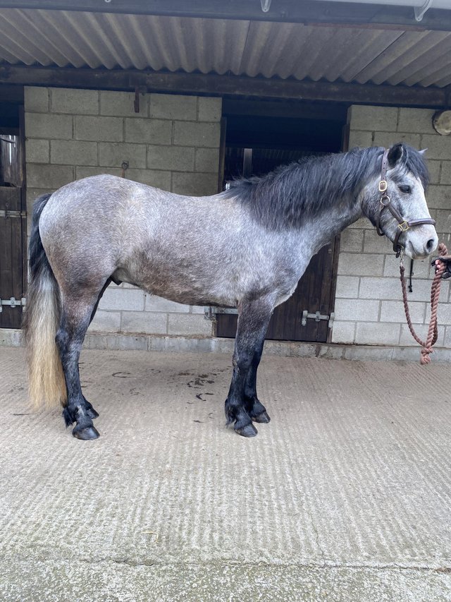 Preview of the first image of # Sold # Stunning 3 year old Gelding Reg Connemara.