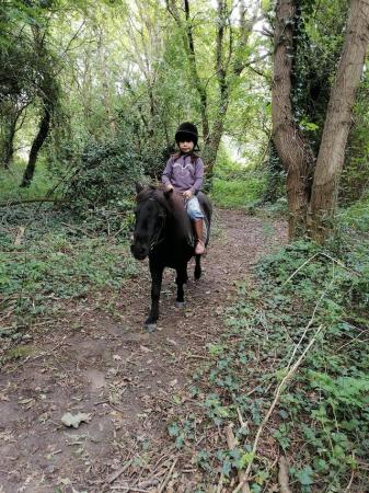 Image 4 of 10hh Standard Shetland mare for loan/part loan