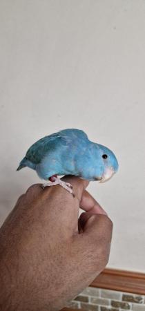 Image 2 of Handreared Blue parrotlets looking for new home