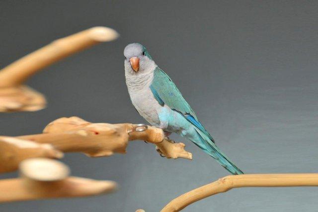 Image 6 of Baby Blue Quaker talking parrots,19