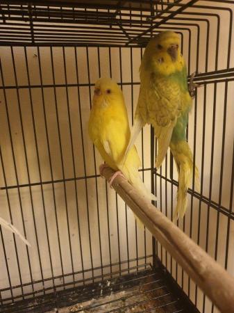 Image 5 of Pair of budgies for sale......