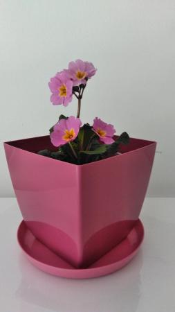 Image 1 of Pink Polyanthus Plant in a pink pot