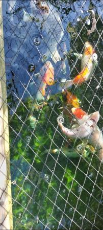 Image 4 of Koi carp, various sizes, great condition.