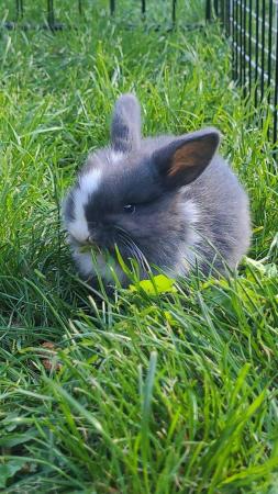 Image 2 of mini lop rabbits for sale bucks