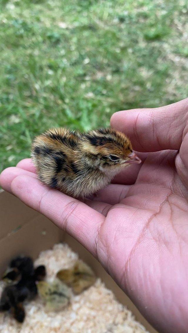 Preview of the first image of NEW Coturnix Quail baby chicks.