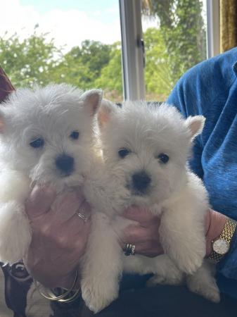 Image 8 of Ready NOW West highland white terrier KC reg