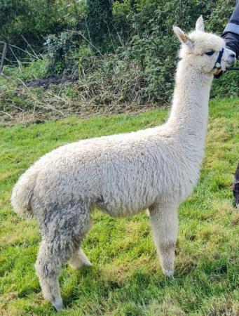 Image 5 of Alpacas - weanling boys available