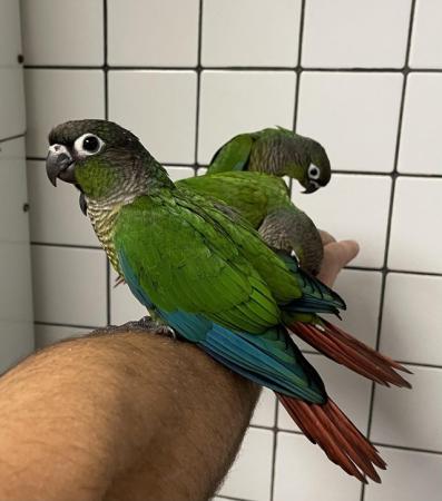 Image 2 of Hand Reared Baby Green Cheek Conures £280