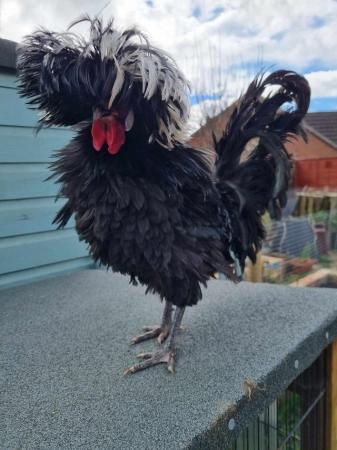 Image 3 of Pure breed polish cockerel looking for new home FREE
