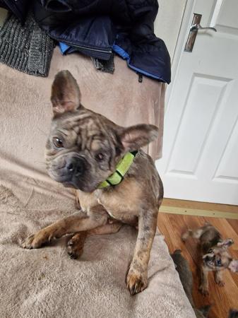 Image 10 of Frenchbull dog male puppies for sale 8 weeks old