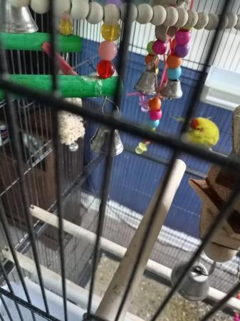 Image 3 of Male and female parakeet plus large cage for sale
