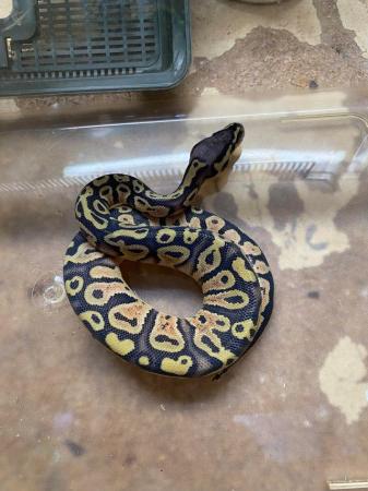 Image 2 of Royal python Mojave pastel £80