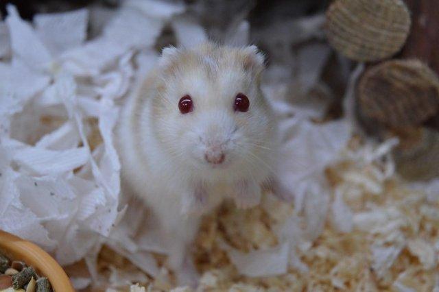 Preview of the first image of Winter White Hamsters For Sale at Animaltastic.