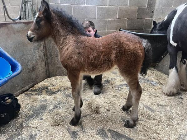 Image 1 of Connie x cob foal for sale