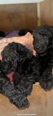 Image 10 of gorgeous show quality standard poodle puppies