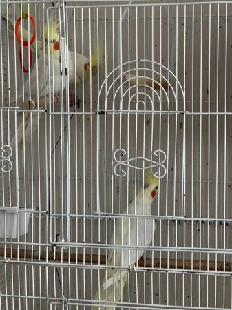 Image 1 of Stunning lutino cockatiels for sale