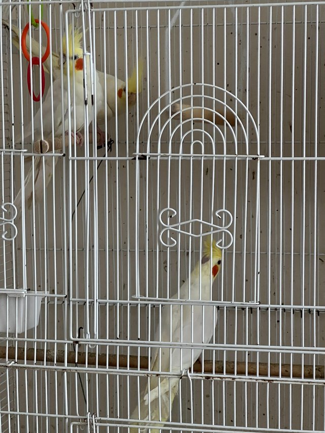 Preview of the first image of Stunning lutino cockatiels for sale.