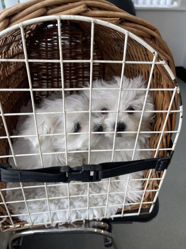 Preview of the first image of Maltese boy puppies 11 weeks old.