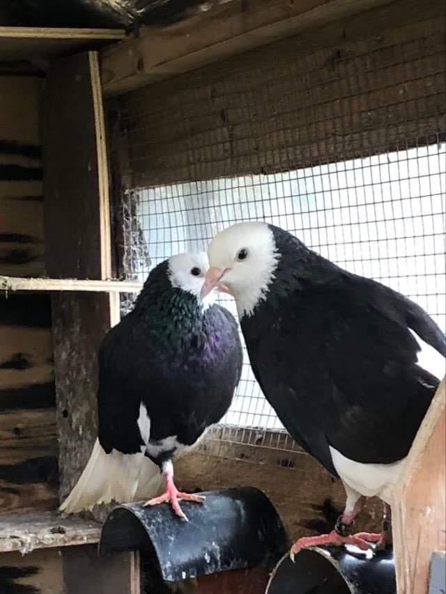 Preview of the first image of Donek spinning pigeons breeding pairs only.