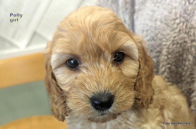 Image 7 of Golden F1 Cockapoo puppies, ready soon.