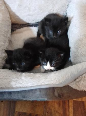 Image 1 of A Mix of Litter Trained Kittens