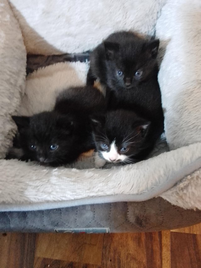 Preview of the first image of A Mix of Litter Trained Kittens.