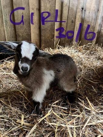 Image 2 of Pygmy Goat Kids, Nannies and Wethers