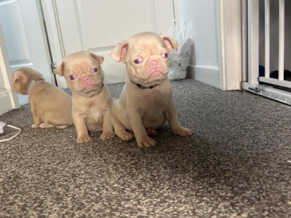 Image 2 of 4 KC pug puppies left! All ready to leave
