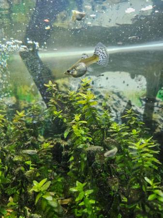 Image 1 of Various colour fantail guppies £2 each