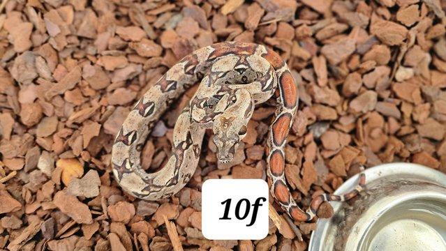 Preview of the first image of Mandarin belly boas 100 % het leopard 10f.