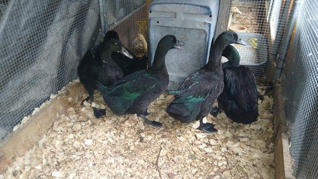 1 pair of cayuga ducks, — photo 3 of 3