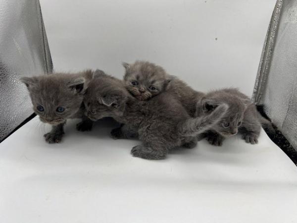 Image 3 of Blue Persian x Chartreux kittens