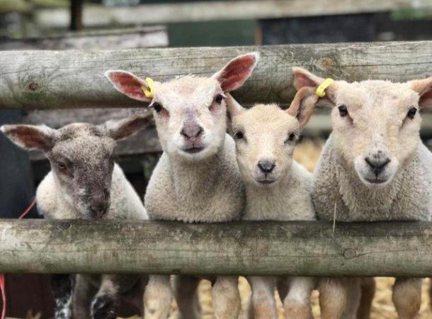 Image 1 of Tame lambs - ideal Smallholder/ petting farm