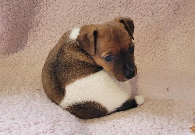 Image 4 of Beautiful Jack Russell Pups DNA Health Tested