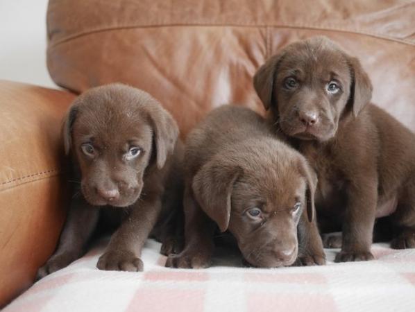 Image 3 of Stunning KC Health Tested Labrador Puppies