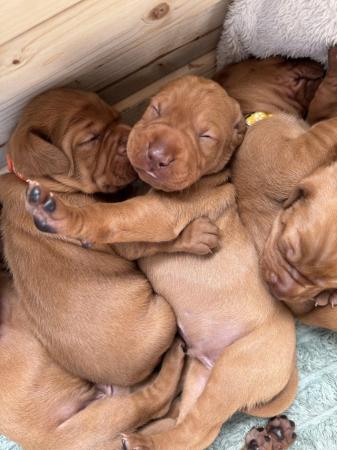 Image 8 of KC registered Hungarian Vizsla puppies for sale