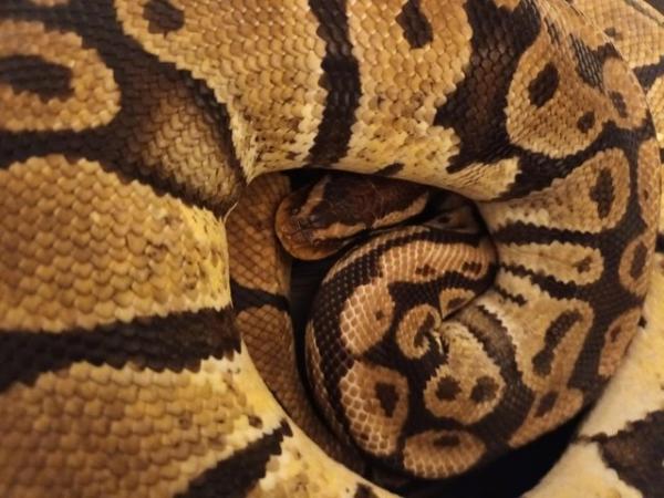 Image 2 of 2014 adult female proven pastel yellowbelly ball python