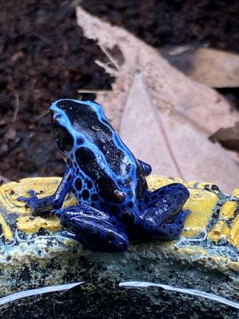 Image 1 of Blue dart frogs (D. tinctorius) “Blue sipaliwini” £85 Each