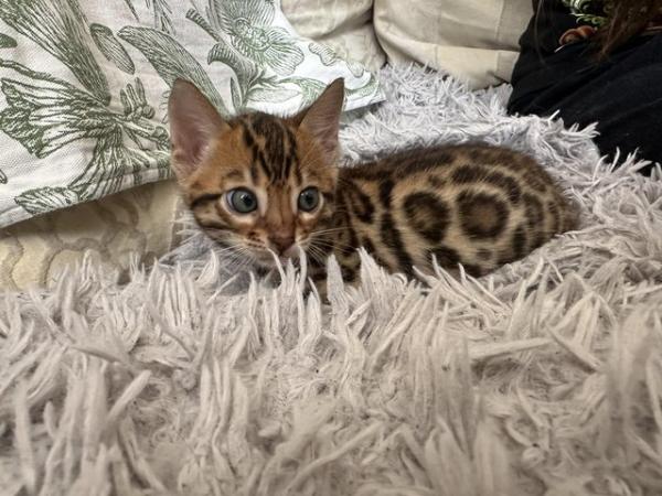 Image 23 of 5 generation TICA registered bengal kittens for sale.