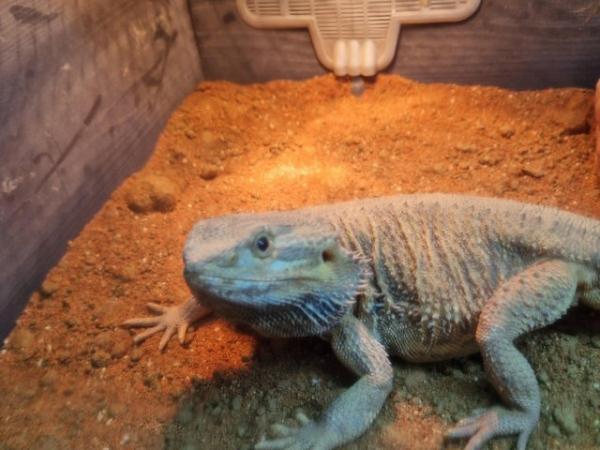 Image 5 of female bearded dragon 14month old freindly
