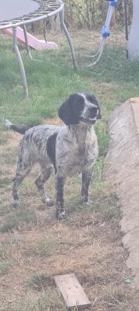 Image 1 of SPRINGER SPANIEL X BOSTON TERRIER PUPS FROM KC PARENTS