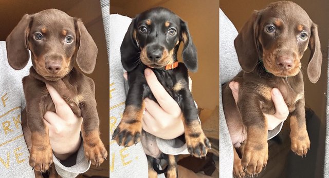 Preview of the first image of Standard Dachshund puppies.