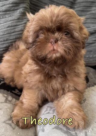 Image 11 of 2 Beautiful Boy Shih Tzu’s.**READY NOW** Prices Vary.