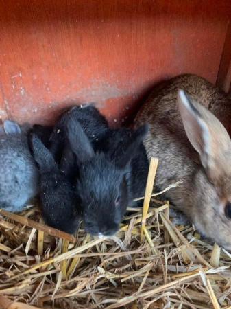 Image 3 of Rabbit  (black  female) looking for a new home, £10