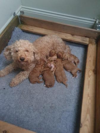 Image 6 of F1BB Cavapoo pups Red Apricot ready this weekend