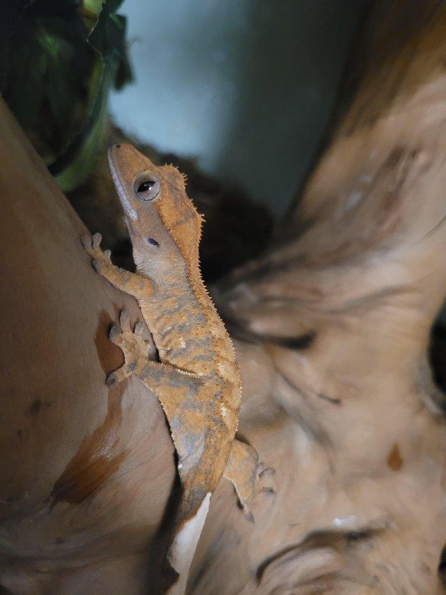 Preview of the first image of Gorgeous juvenile crestie.