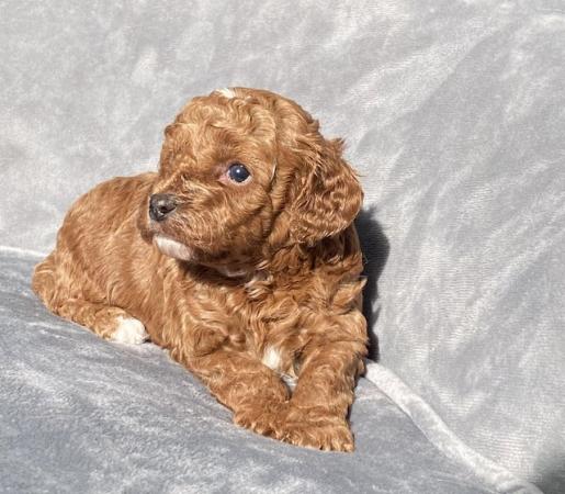Image 10 of Gorgeous,Deep Red,Health tested Cavapoo pups