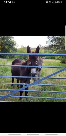 Image 1 of Donkey geldings for sale neath